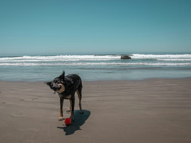 dog shaking off with ball on sand and ocean behind
