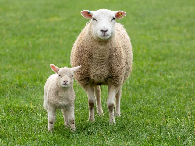 Ewe with lamb in bright green grass