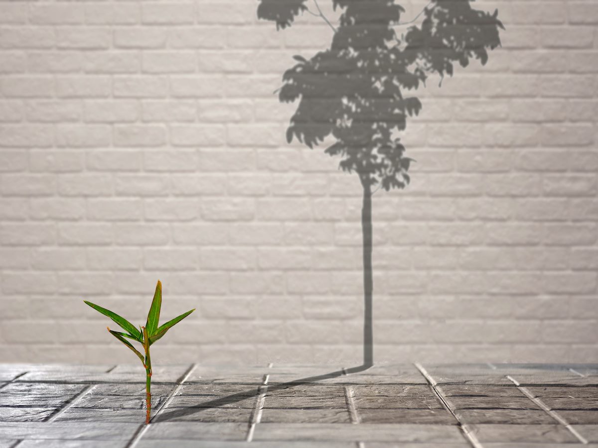 Seedling casting shadow as tree