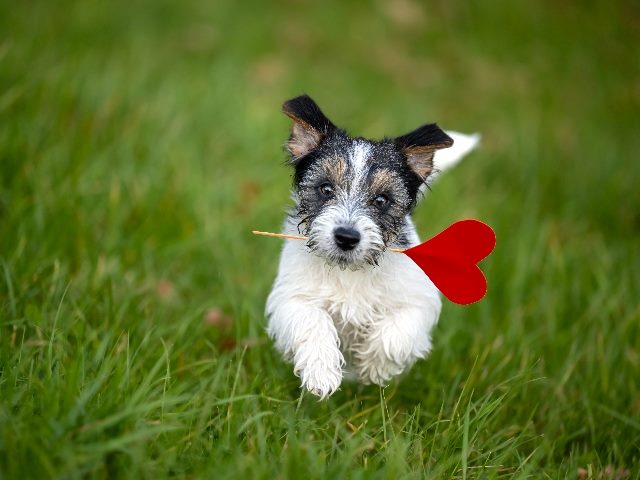 Jack Russell Terrier dog carrying a red heart over a green meadow.