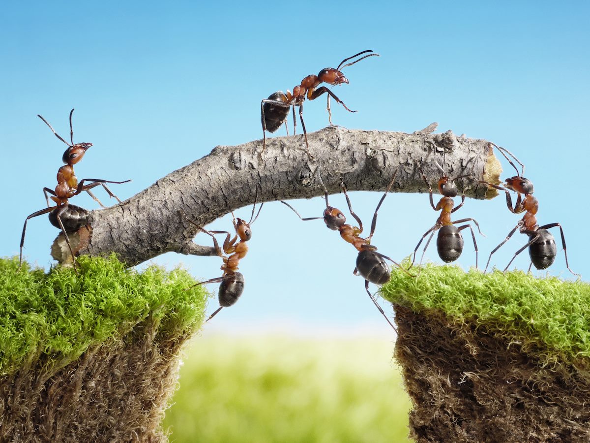 team of ants costructing a bridge