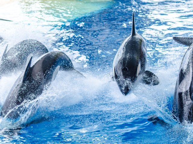 A pod of blue orcas jump in unison in ocean waters, suggesting the need for an integrated business. 