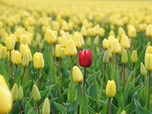 a single red tulip in a field of yellow tulips