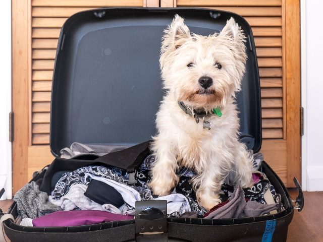 Scruffy west highland white terrier westie dog in packed suitcase, symbolizing an unpacking of Sitecore's latest product announcements.