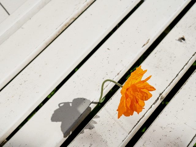 Flower growing through cracks