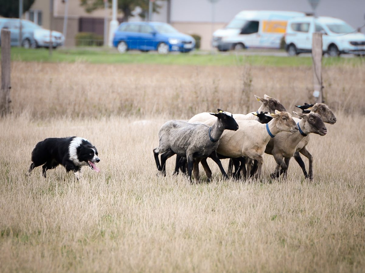 A black and white border collie herds a small group of sheep across a dry grass field, with a row of parked cars and buildings in the background.