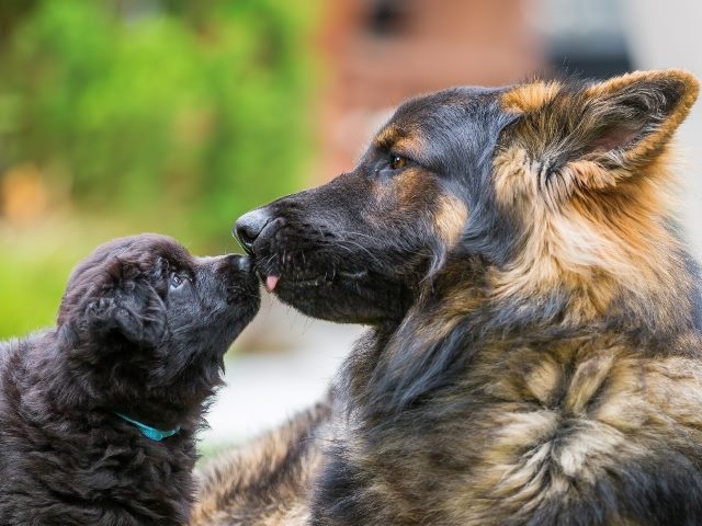 Old German shepherd with a puppy, who is kissing the older dog.