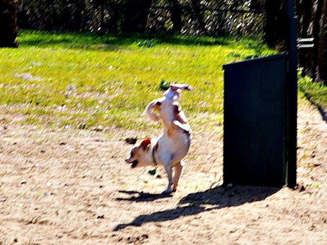 dog doing a handstand